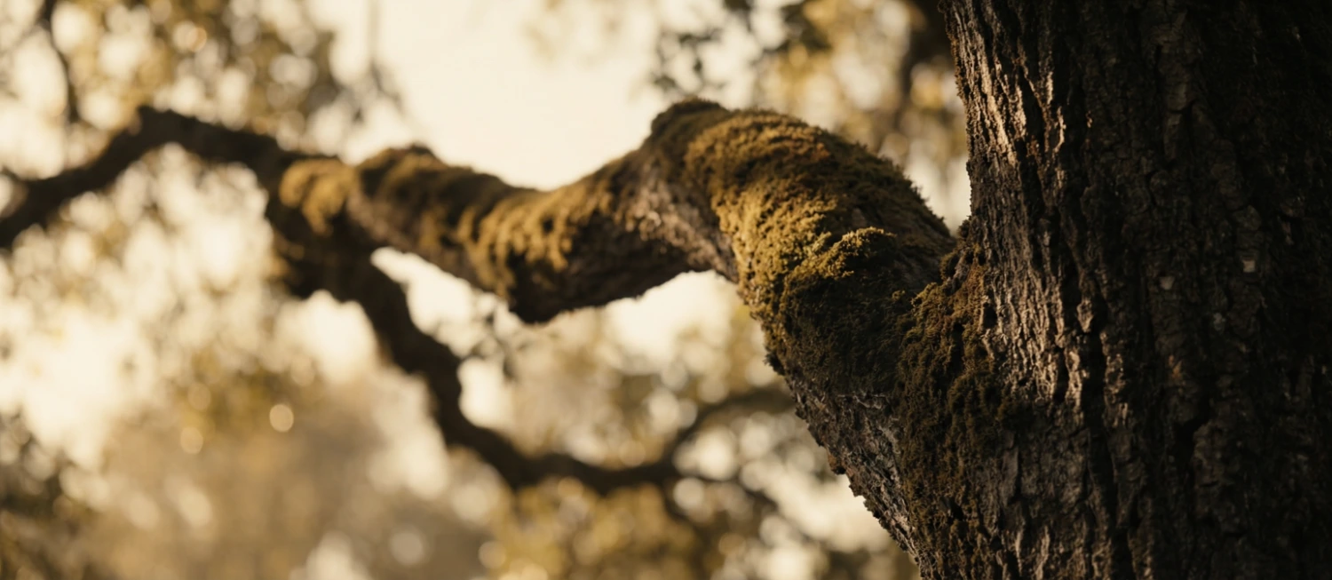 Tree silhouette against warm light.